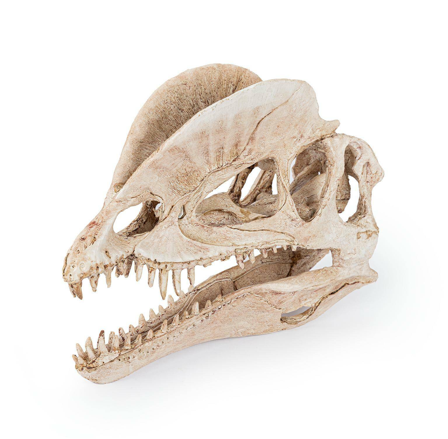 Dinosaur Skull 19cm R176