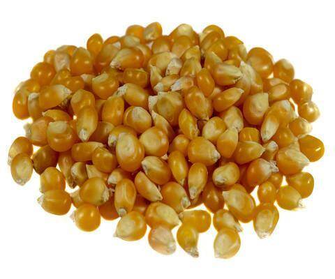 Popcorn 150g kuk. do prażenia*20