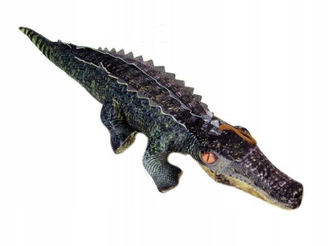 Krokodyl 50cm 240420