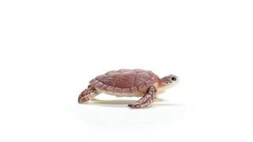 Schleich 14876 R10 żółw