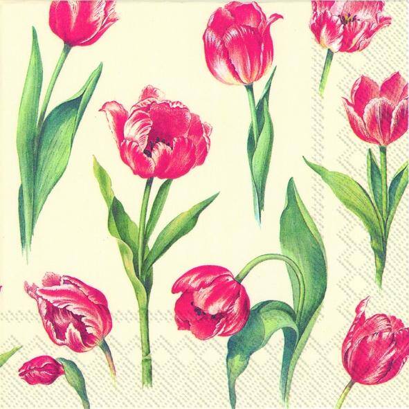 Red Tulips cream