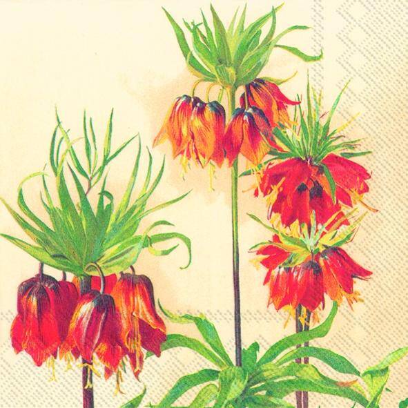 Fritillaria Imperialis