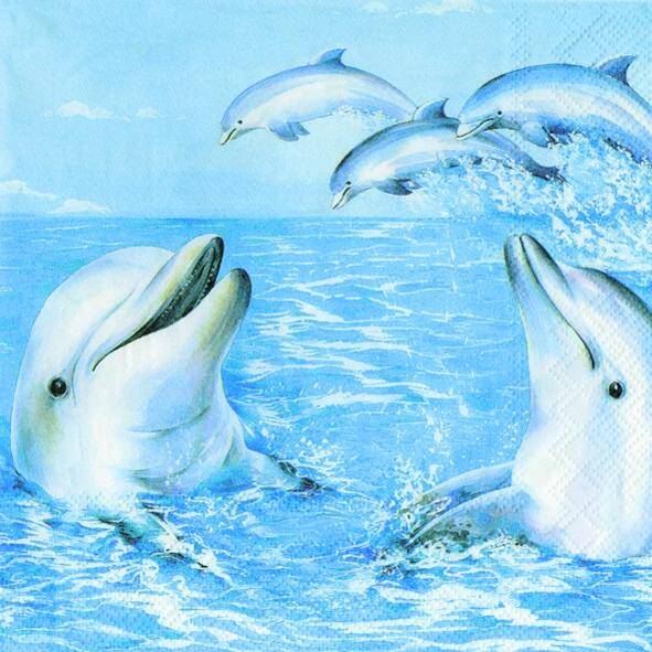 Dolphin