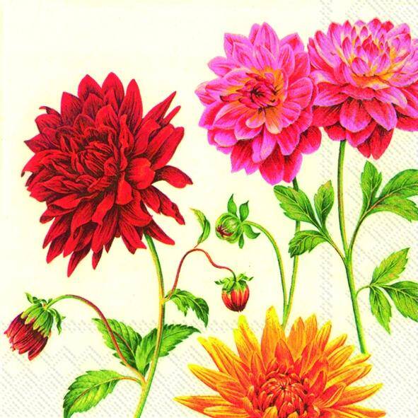 Grand Dahlia