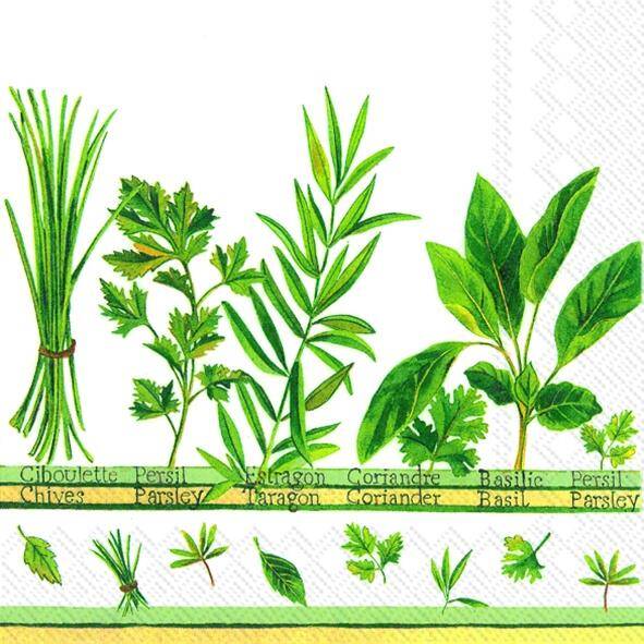 Culinary Herbs white