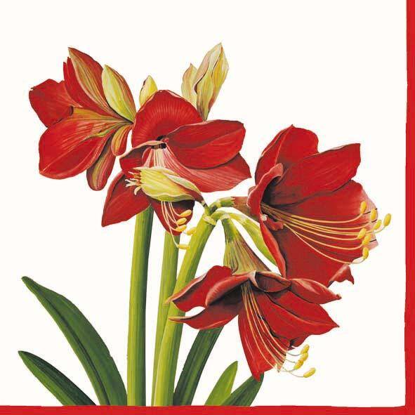 Amaryllis Blossom Cream