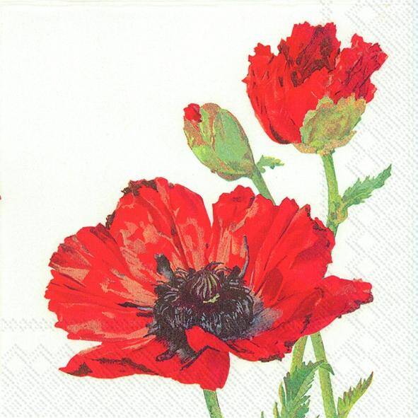 Red Poppy White