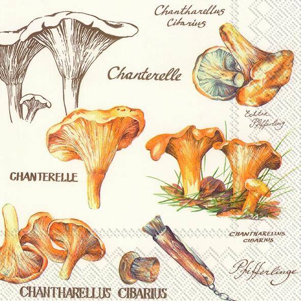 Chanterelle