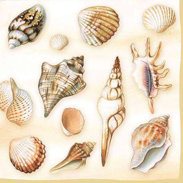 Shells Cream