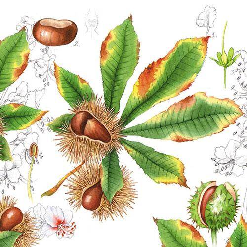 Chestnuts