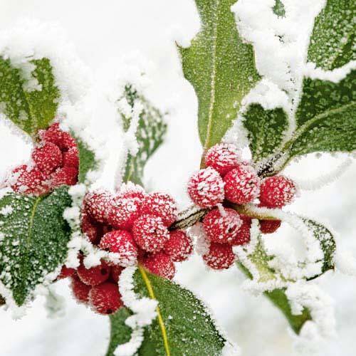 Winter berries