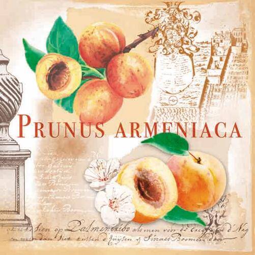 Prunus