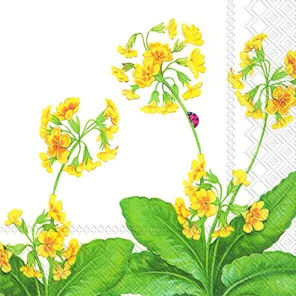 Primula Veris