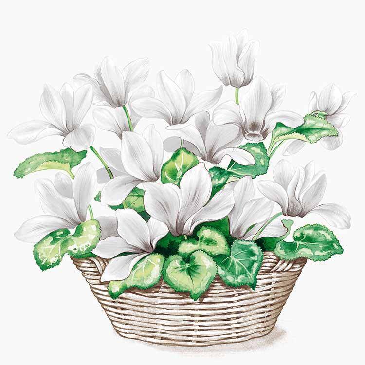 Cyclamen White