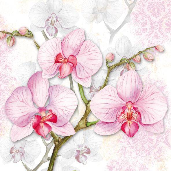 Orchids Lilac