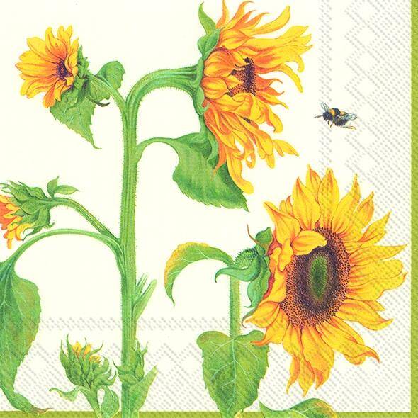 Helianthus Anuus cream