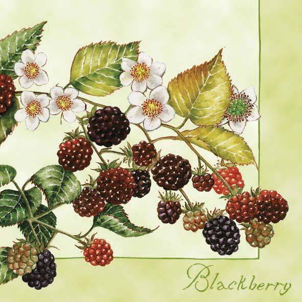 Black Berries Green