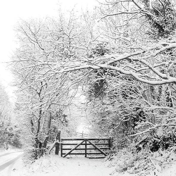 Winter Landscape