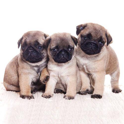 Pug Dog