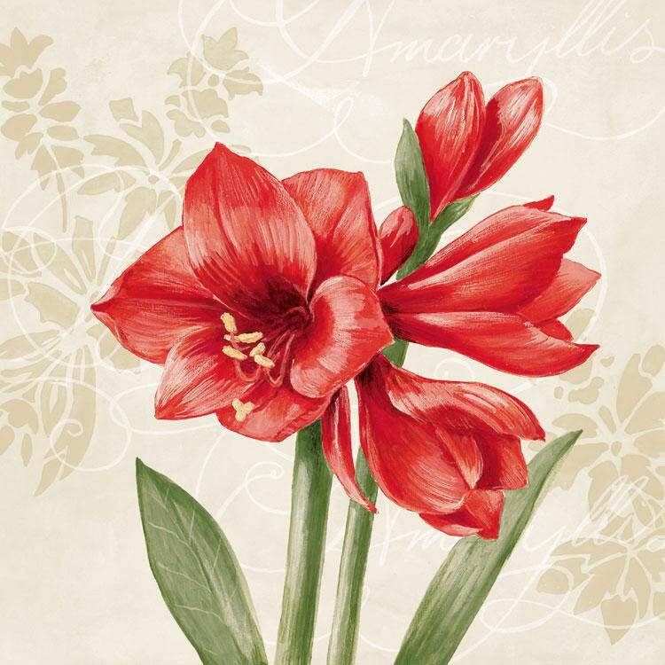 Red Amaryllis Cream