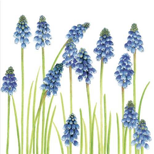 Muscari cream