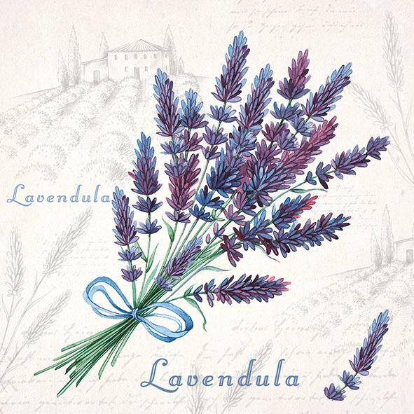 Lavendula