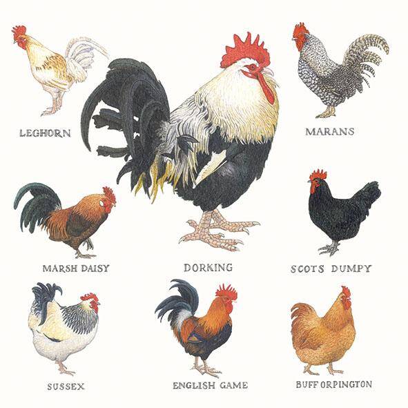 Farmyard Hens White