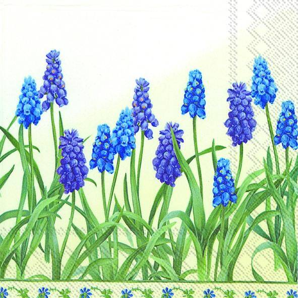 Muscari Cream