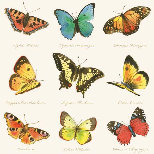 Collection of butterflies Cream