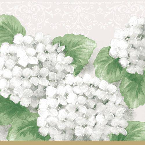 Hortensia white