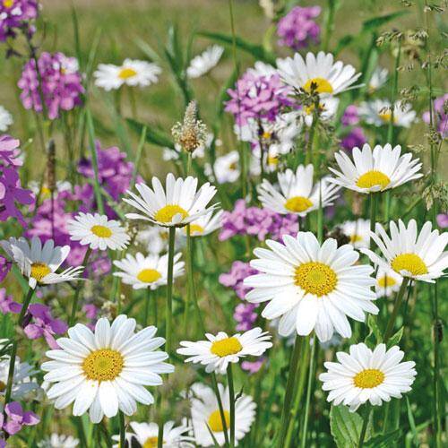 Flowery Meadow