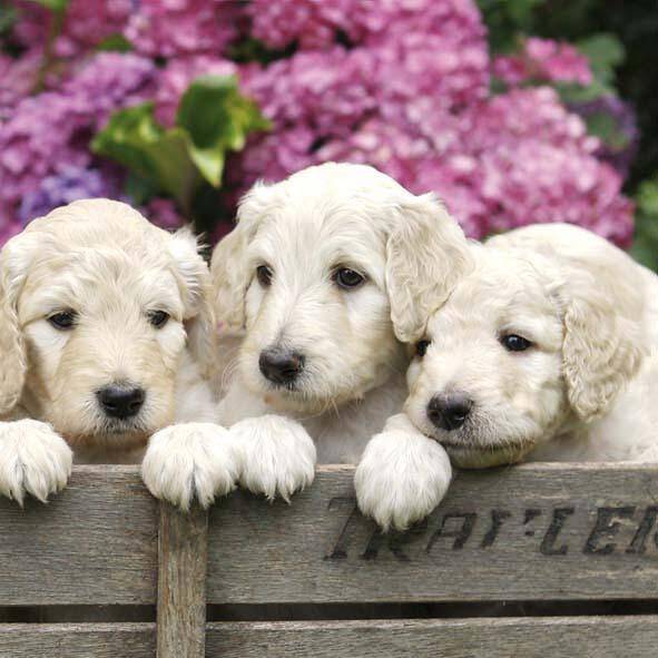 Little Puppies