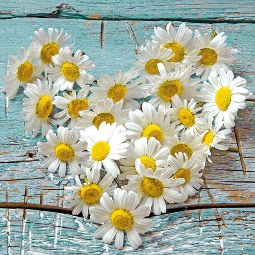 Heart of Daisies