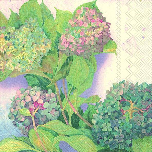 Hydrangea Bush