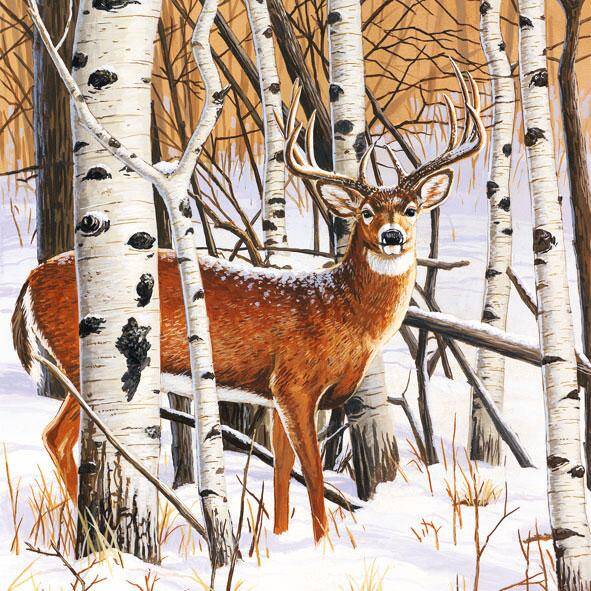 Deer in Forest