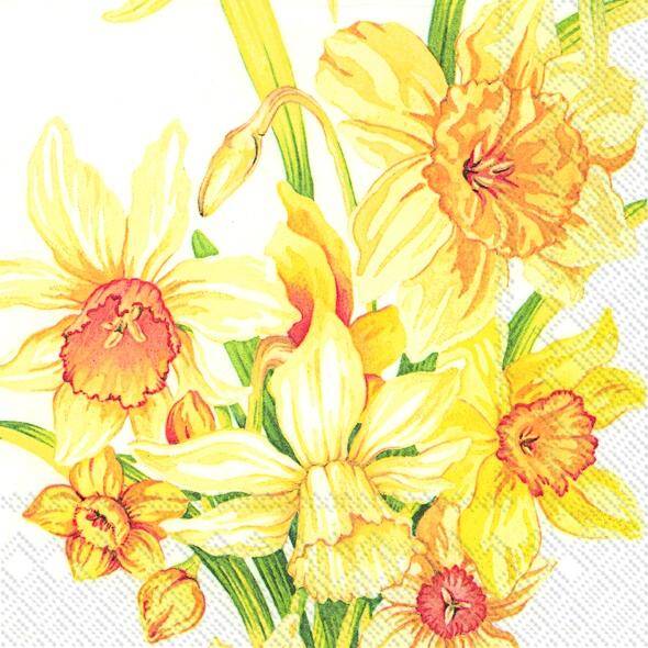 Yellow Daffodils