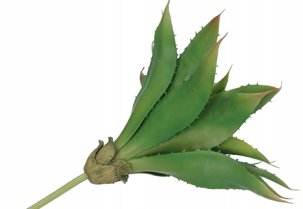 Kaktus dekoracyjny.agawa 30cm (Zdjęcie 7)