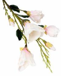 Gałązka magnolii (Zdjęcie 3)