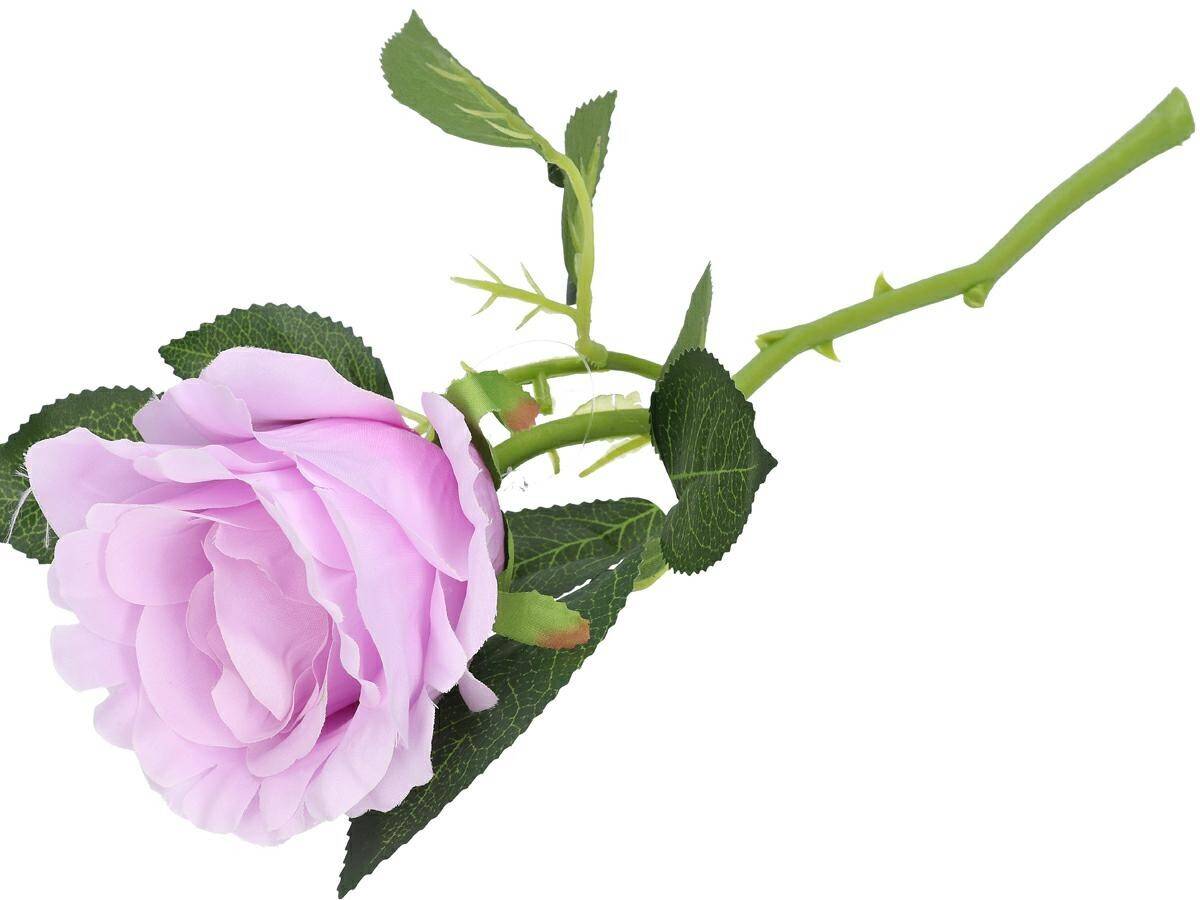 Róża pojedyncza (Zdjęcie 3)