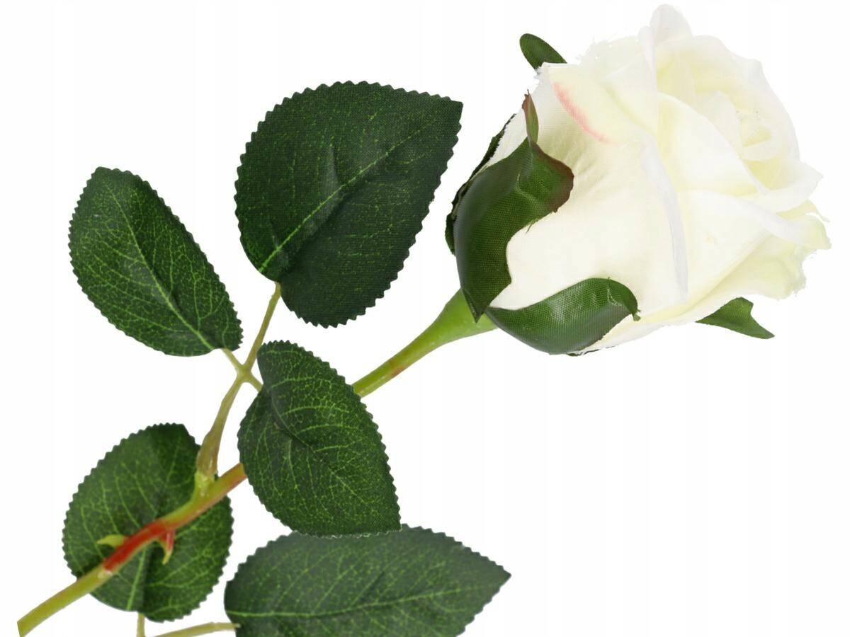Róża pojedyńcza 57cm biała pąk 6cm (Zdjęcie 5)