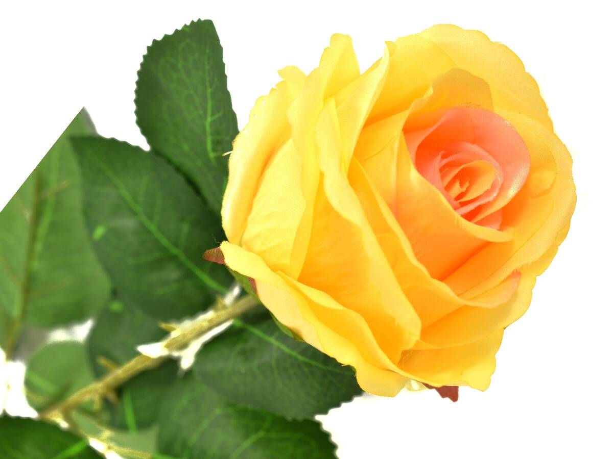 Róża pojedyncza 80cm żółta (Zdjęcie 1)
