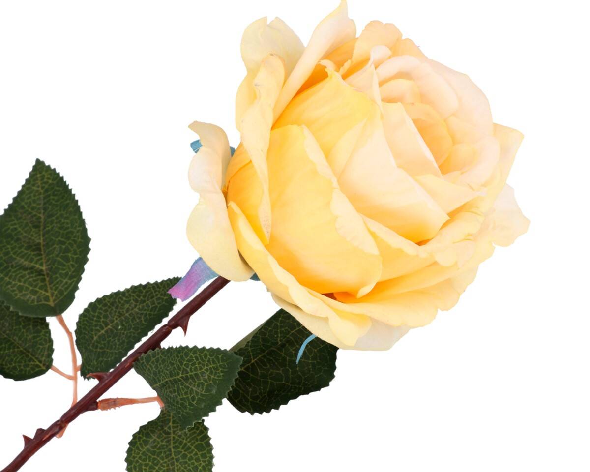 Róża pojedyncza (Zdjęcie 1)