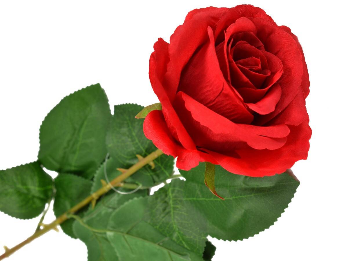 Róża pojedyncza 80cm czerwona