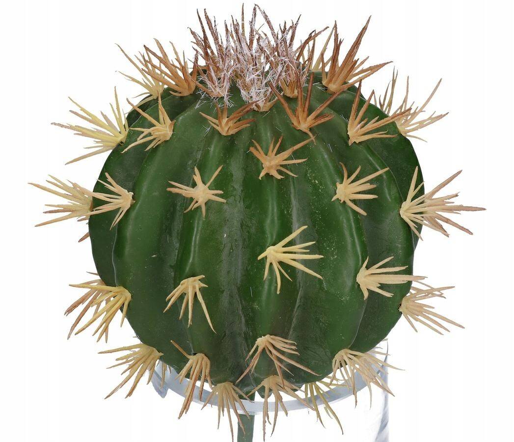 Kaktus dekoracyjny echinocactus 22/13cm (Zdjęcie 5)