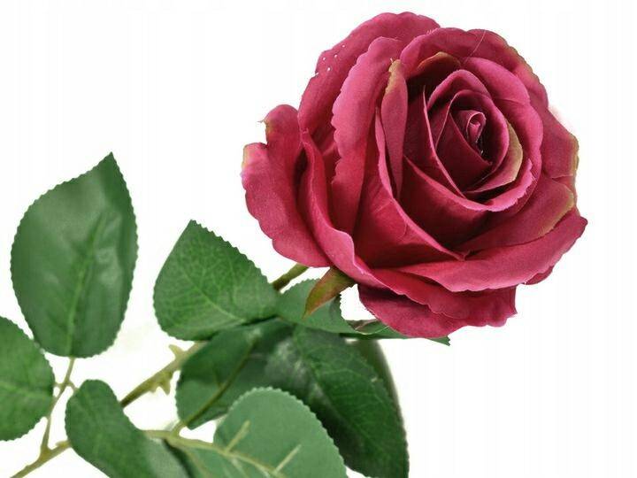 Róża pojedyncza 80cm purple (Zdjęcie 1)