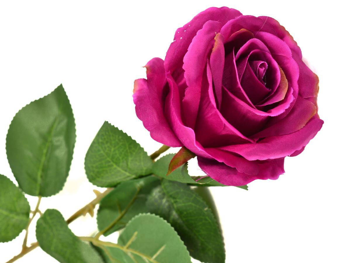 Róża pojedyncza 80cm amarant