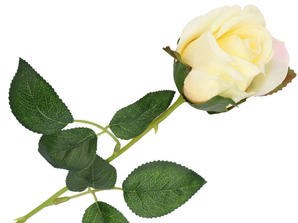 Róża pojedyńcza 57cm pąk 6cm krem (Zdjęcie 1)