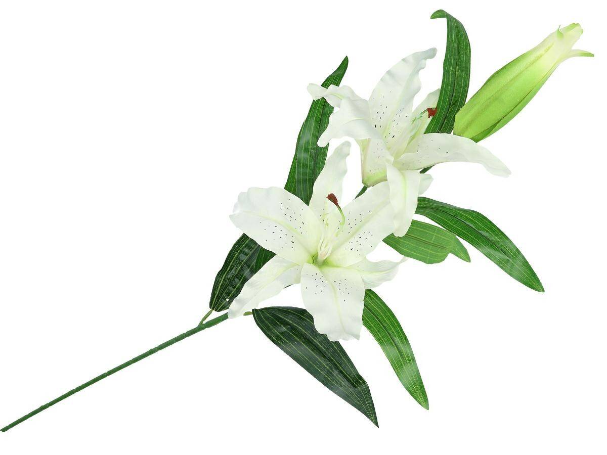 Lilia pojedyncza. 2 kwiaty (Zdjęcie 3)