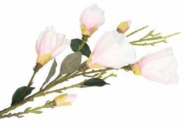 Gałązka magnolii (Zdjęcie 2)