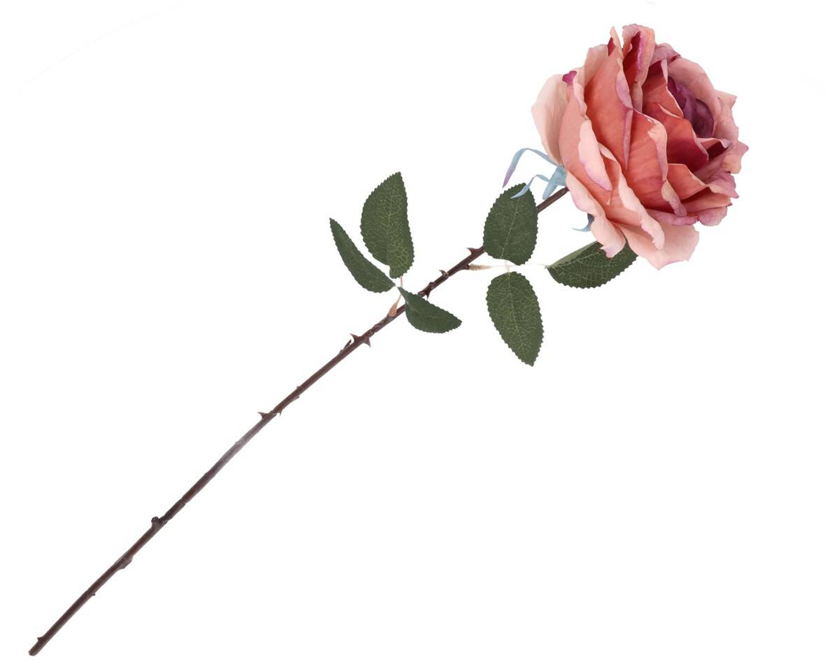 Róża pojedyncza (Zdjęcie 4)